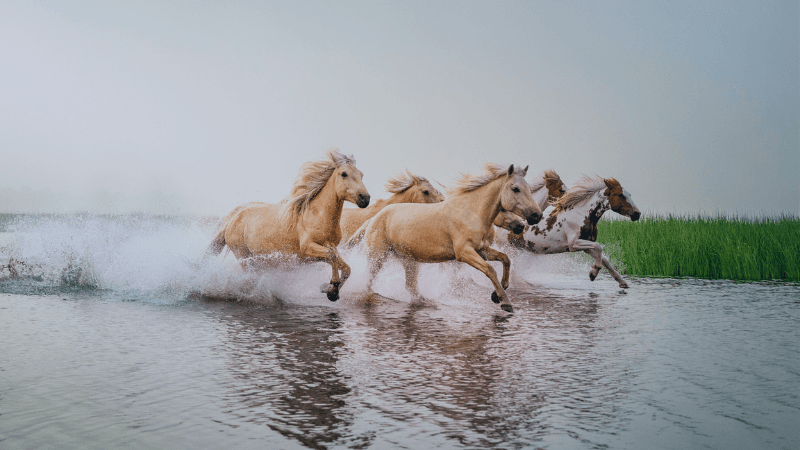 Supply Chain Careers In The Year Of The Fire Horse